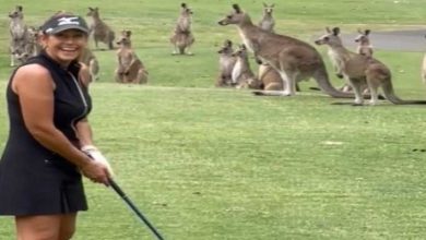 Viral Video: when Kangaroos interrupt golfer in a Golf Course
