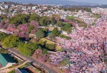 Meghalaya: Cherry Blossom Festival in Shillong is Back
