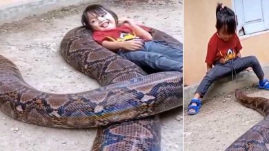 Viral Video: Little Girl Plays With Gigantic Snake, Leaves Netizens in Shock