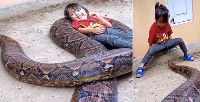 Viral Video: Little Girl Plays With Gigantic Snake, Leaves Netizens in Shock