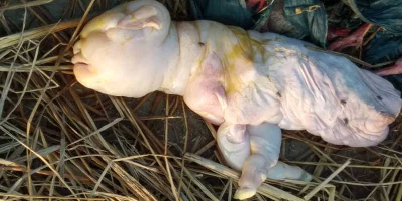 VIRAL NEWS- Goat gives birth to a human-like baby in Assam