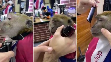 VIRAL VIDEO: Monkey goes to barber shop to get a shave