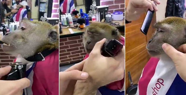 VIRAL VIDEO: Monkey goes to barber shop to get a shave