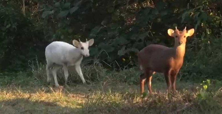 Viral Video of white hog deer strolling through Kaziranga National Park