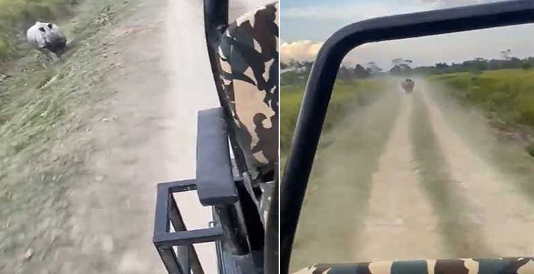 VIRAL VIDEO: When tourists escape from Rhino attacks in KNP
