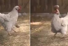 VIRAL Video: Chicken Playing Football With Egg