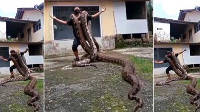 Viral Video: Man dancing by hanging 2 giant Python on his shoulder