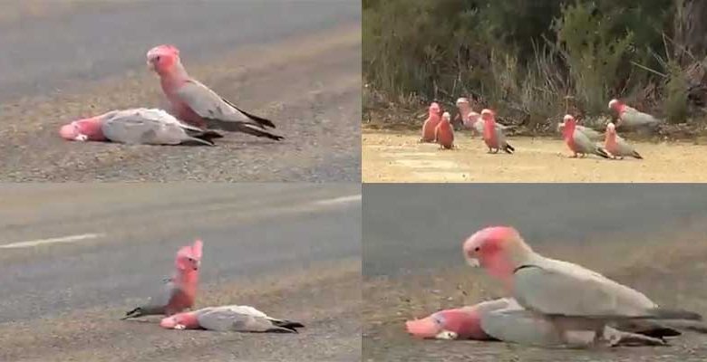 Viral Video: A bird has died and its companion is giving it its last farewell