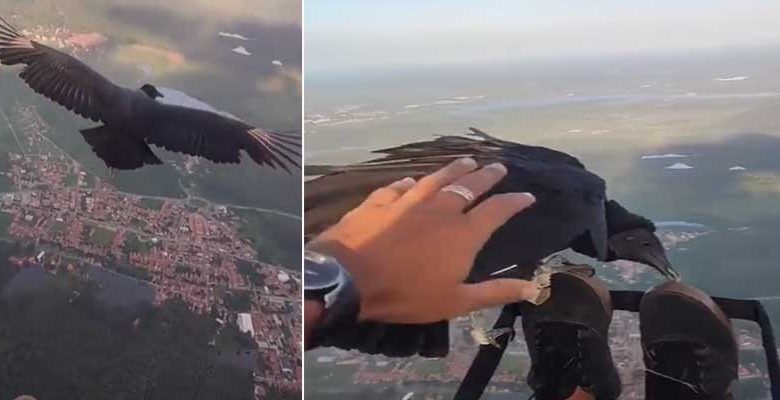 Viral Video: Man Paragliding With Black Vulture Leaves Internet Amazed
